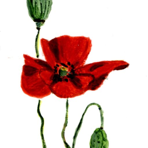 De Klaproos Creatief